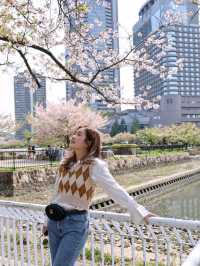 ที่ชมซากุระในเมืองโอซาก้า วันเดียวก็เที่ยวได้!