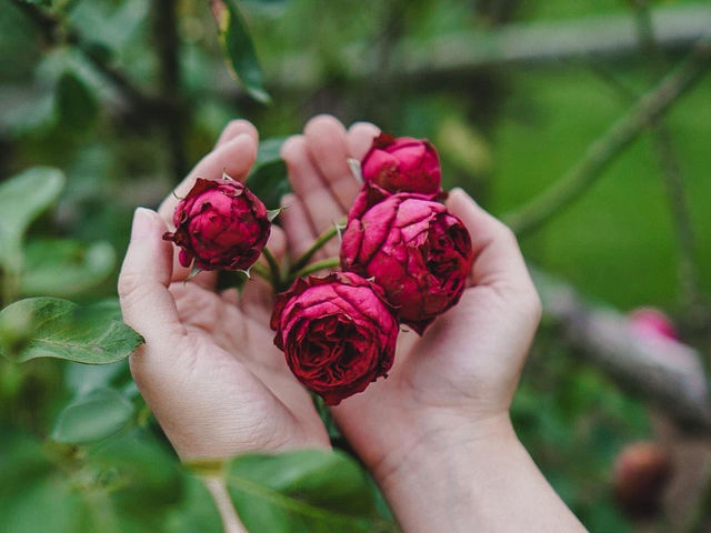 Klang Pana Roses Garden & Cafe Khao Yai