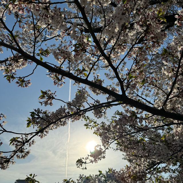 Chasing final Sakura at Osaka and Kyoto - Mid April 