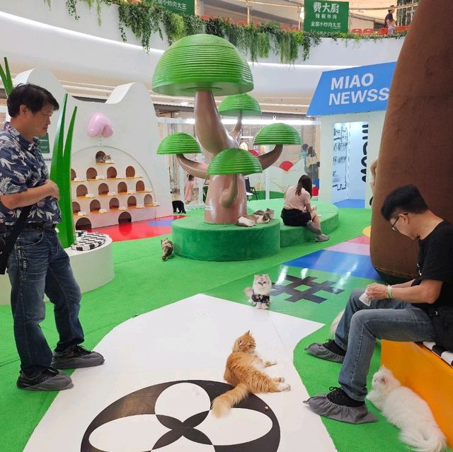 貓癡必去超能貓空間🐱🐈🐈‍⬛