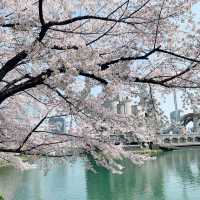 Cherry Blossoms 🌸 Yeouido Hangang Park @ Séoul 🇰🇷