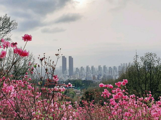 이런 진분홍 꽃대궐이 또 있으랴! 부천 진달래 동산
