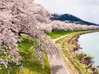 白石川堤一目千本櫻