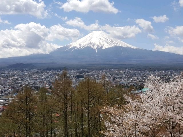 Cherry Blossom viewing at Chureito pagoda