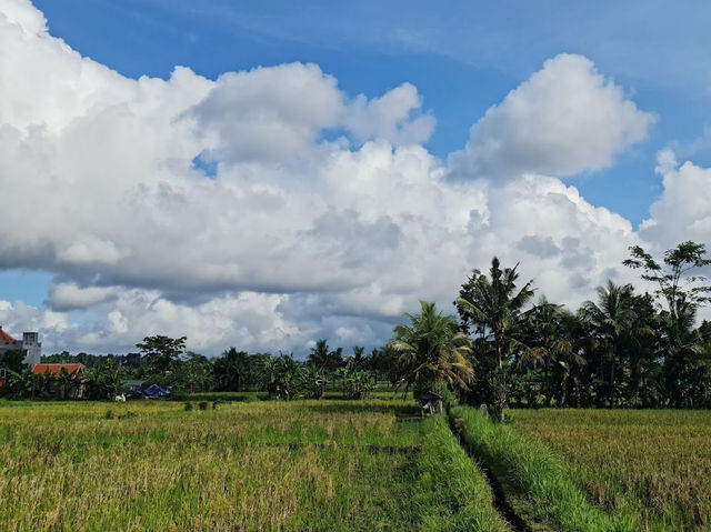 Kajeng Rice Field