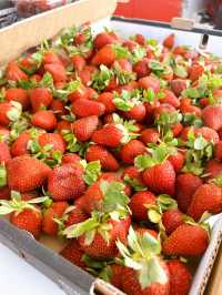 Picking Sweet Memories at the Strawberry Farm, Genting Highlands