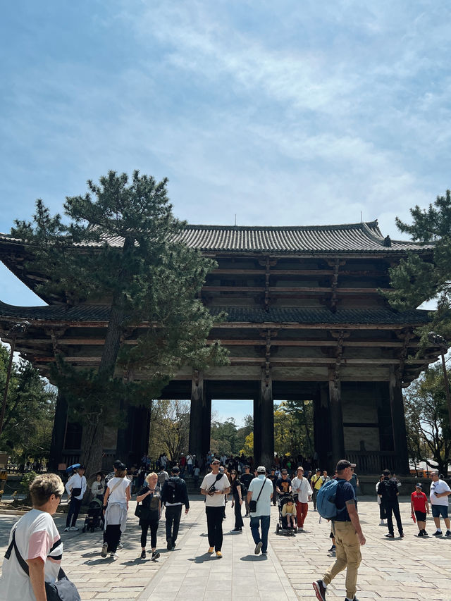 หนีแมวมาหากวางที่นารา NARA , JAPAN