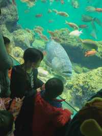 【雨の日のお出かけに☔️葛西臨海水族館🐠】