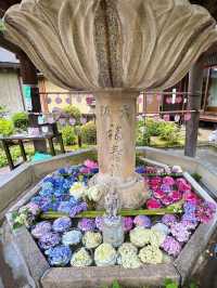 【京都】2万50種のあじさいを鑑賞できるあじさい寺