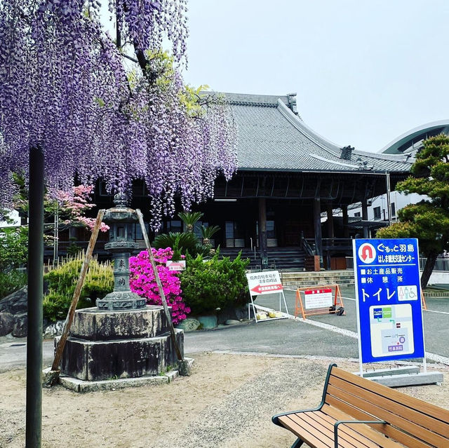 竹鼻別院のフジ