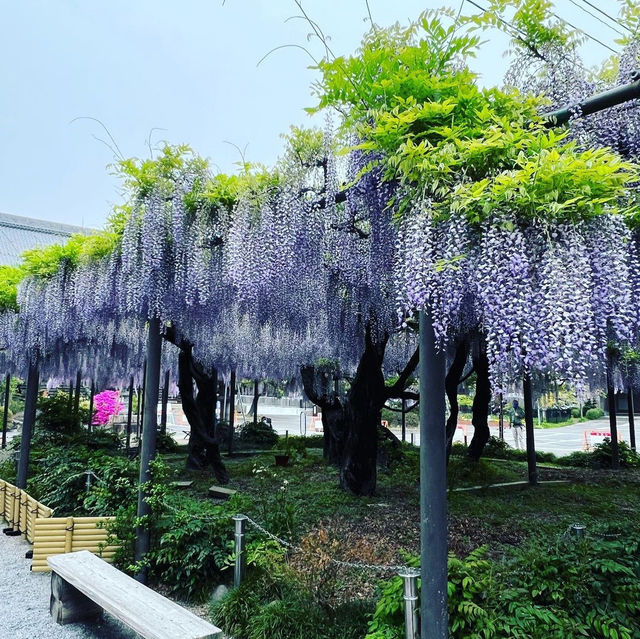 竹鼻別院のフジ