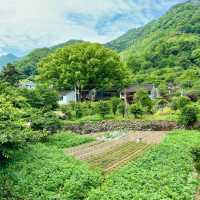 「湖北丹江口大壩景區：春季水利工程勝地，宏偉建築與櫻花景緻令人嘆為觀止」