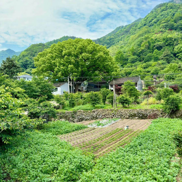 「湖北丹江口大壩景區：春季水利工程勝地，宏偉建築與櫻花景緻令人嘆為觀止」