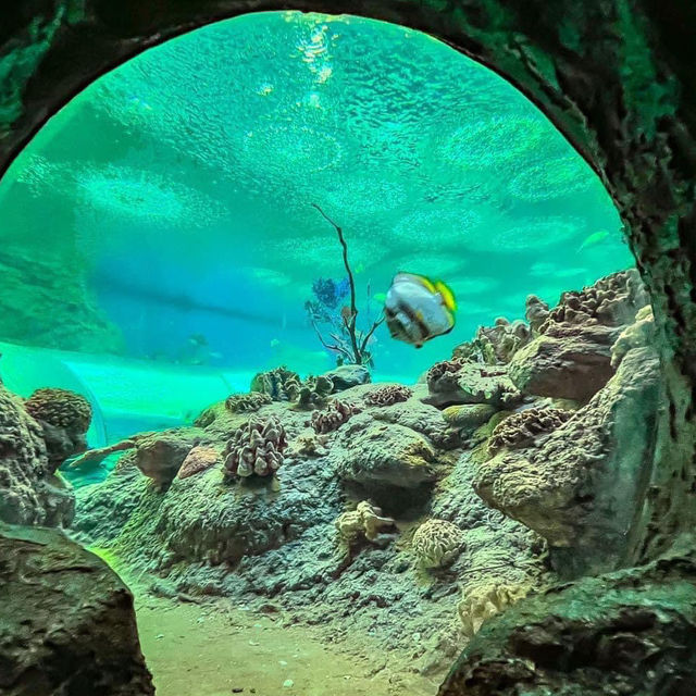 #อควาเรียมพัทยา Underwater World Pattaya อควอเรียม