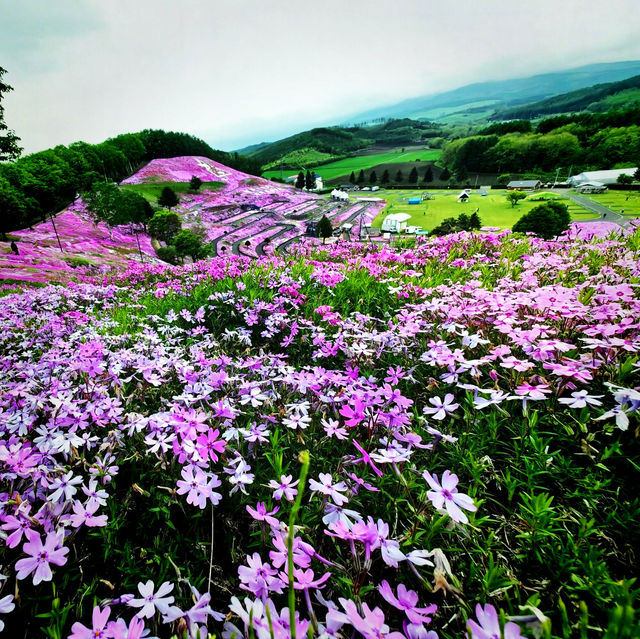 Higashimokoto Shibazakura Park's Dreamy Delight