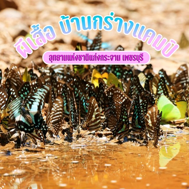 ดูผีเสื้อ แคมป์บ้านกร่าง เพชรบุรี