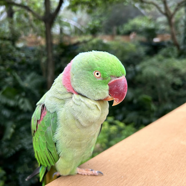 金融中心鬧市中的綠洲 - 香港公園