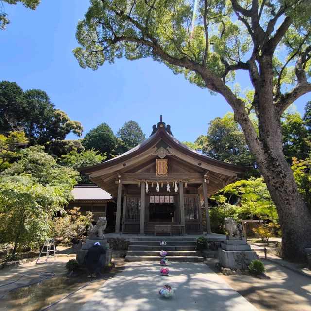 寶滿宮 竈門神社 六月有機會看到繡球花季