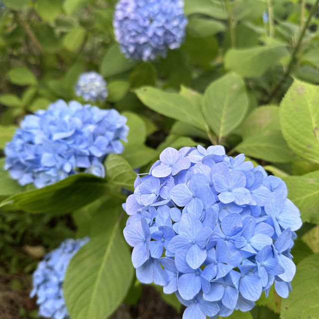 【福岡観光/自然】紫陽花