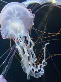 【Yamagata🇯🇵】加茂水族館🪼