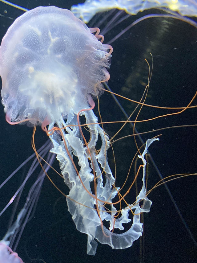 【Yamagata🇯🇵】加茂水族館🪼