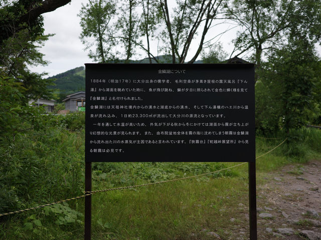 🇯🇵福岡 由布院金鱗湖：清晨時分 感受金色光影奇景