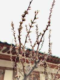 【首爾】景福宮：踏尋千年歷史，充滿韓國傳統韻味的皇家宮殿
