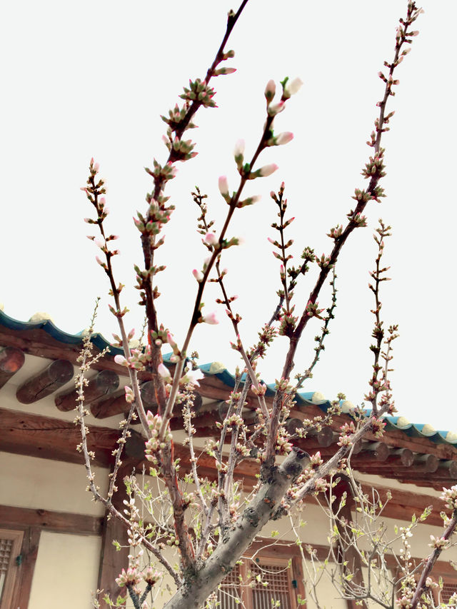 【首爾】景福宮：踏尋千年歷史，充滿韓國傳統韻味的皇家宮殿