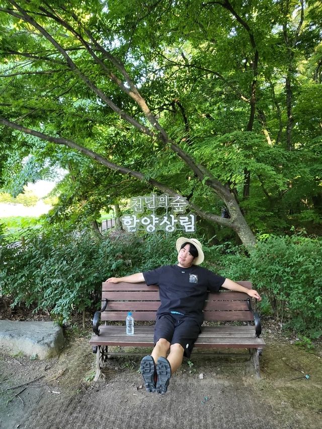 초록실록 가득한 힐링여행지 함양 상림공원