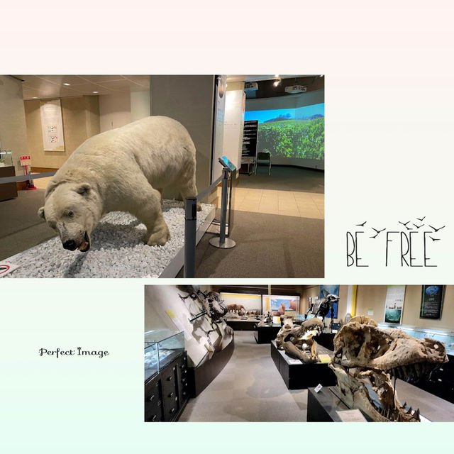 北海道大學內參觀遊