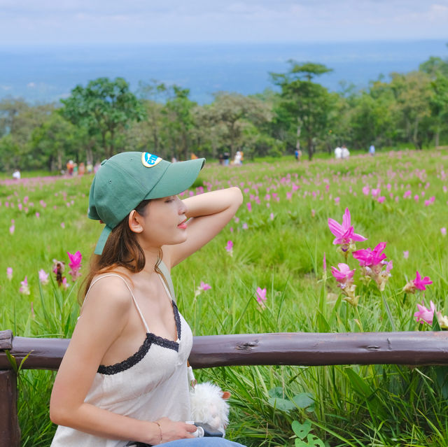 ทุ่งดอกกระเจียว อุทยานแห่งชาติไทรทอง จ.ชัยภูมิ