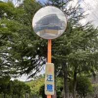 Japan is a Swiftie because it’s Cruel Summer; Taylor Swift.