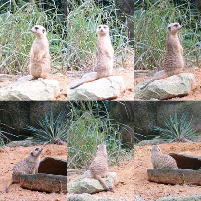 🦦🦧🦍🐟🐗新加坡奇妙野生動物園🦒🦘🐘🦚🐿️