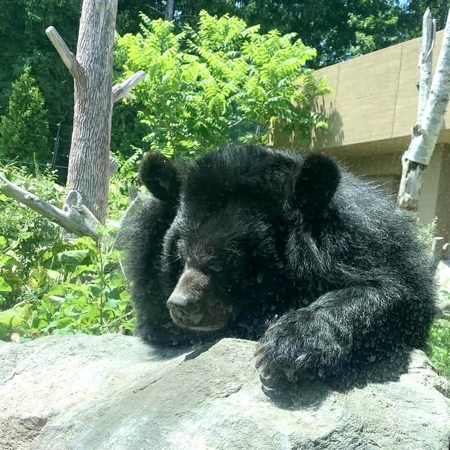 圓山（円山）動物園-交通方便，值得參觀的親子景點