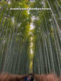 Kyoto Trip Guide: Shrines, Nature, Food & More!