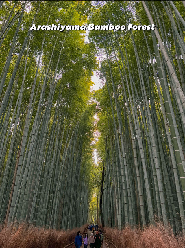 Kyoto Trip Guide: Shrines, Nature, Food & More!