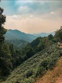 Hiking through Longjing Tea Fields in Hangzhou 🇨🇳