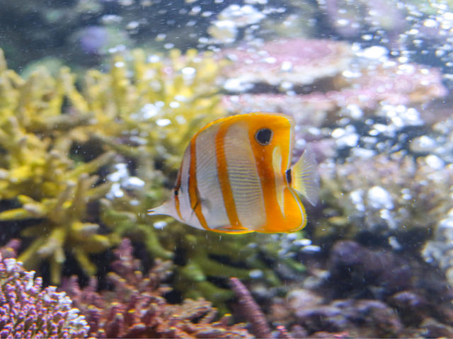 รีวิว "ระยอง อควาเรียม" 🐠🐟🪼