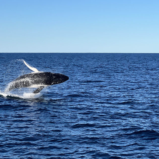 鯨魚出沒海面震撼時刻🐋  