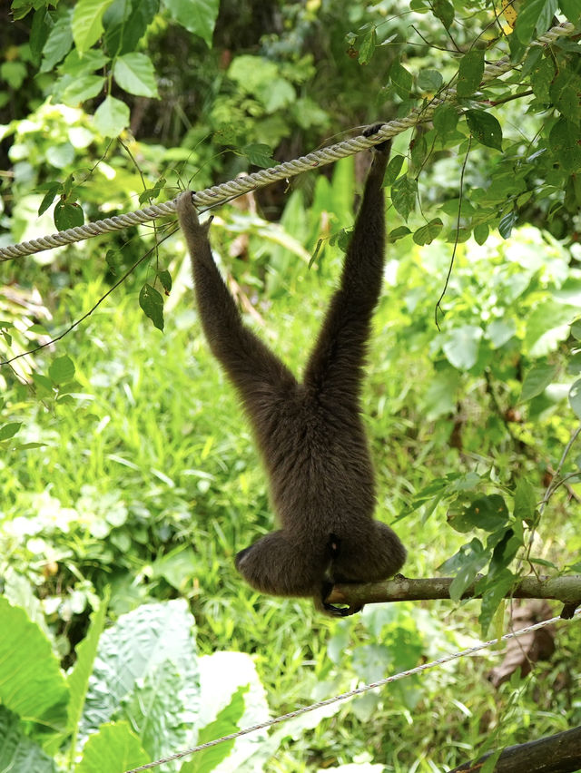 珍しい動物がたくさん！【ロッカウィ動物園】