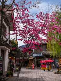 Flower Blossoms in Dali Ancient Town