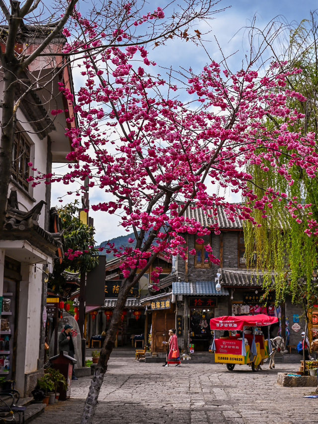 Flower Blossoms in Dali Ancient Town