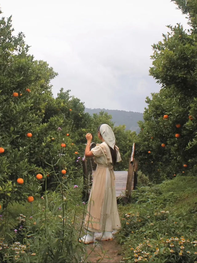 ยกให้เป็นสวนส้ม 🍊🌳 #เชียงใหม่  ฟิลเกาหลีเกาใจสุด