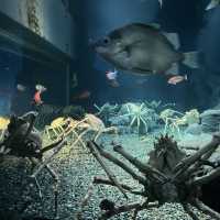 大阪自由行｜大阪水族館海遊館