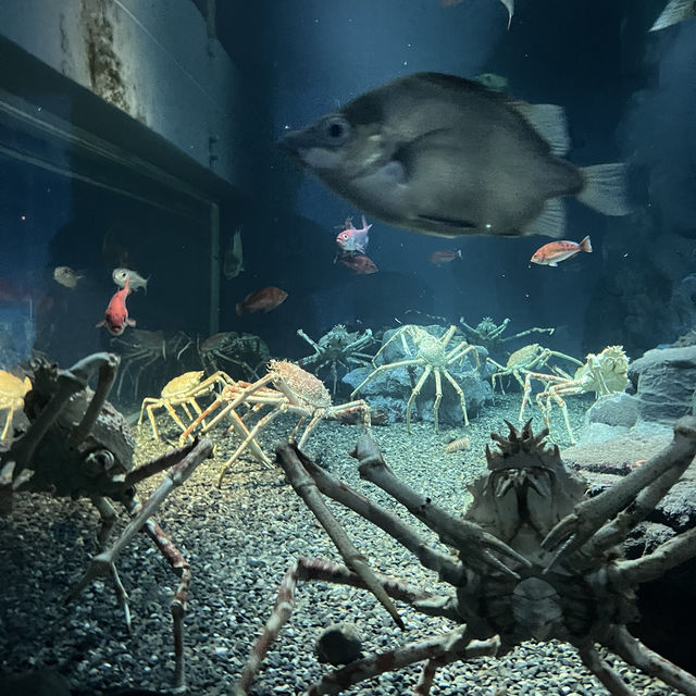 大阪自由行｜大阪水族館海遊館