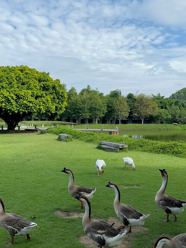ร้านอาหาร คาเฟ่ ที่ล้อมรอบด้วยทุ่งหญ้าสีเขียว 