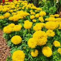 🇲🇾 Floral Wonders Await at Royal Floria Putrajaya