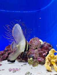 Asia's best Aquarium 