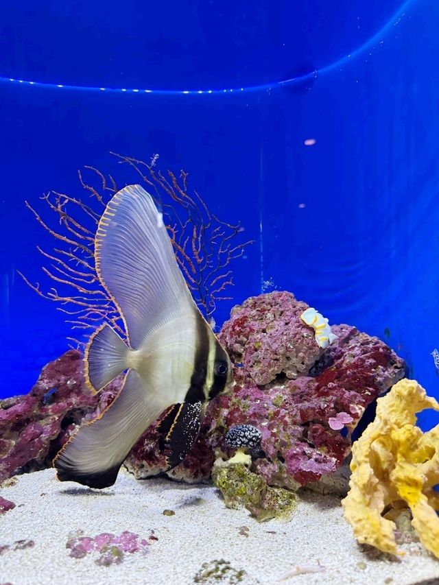 Asia's best Aquarium 