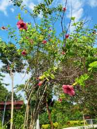 Hibiscus as flower emblem of Malaysia🌹